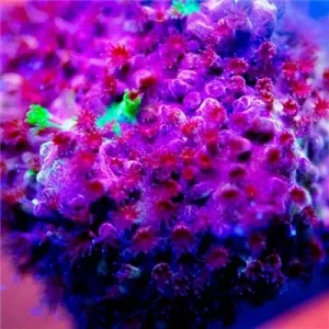 ACI Cultured Grafted Stylocoeniella Coral (3/4" - 1") - SAQ Coral Farm