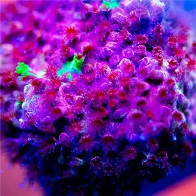 ACI Cultured Grafted Stylocoeniella Coral (3/4" - 1") - SAQ Coral Farm