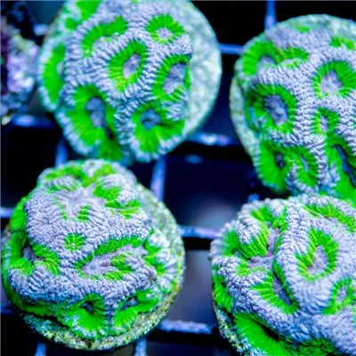 ACI Cultured Gumball Goniastrea Maze (3/4" - 1") - SAQ Coral Farm