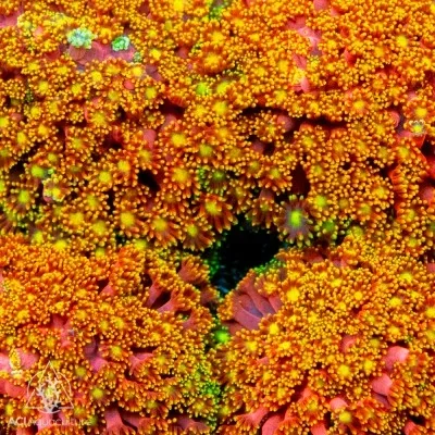 ACI Cultured Honeysuckle Goniopora Coral (3/4" - 1.5") - SAQ Coral Farm