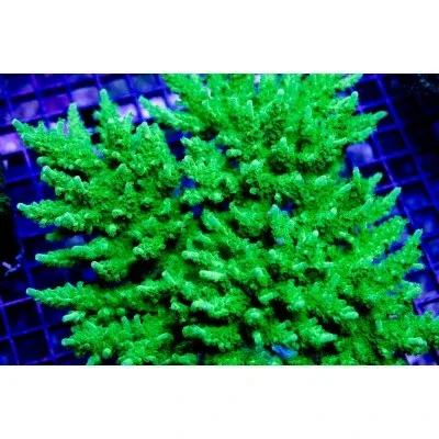 ACI Cultured Jake Adams Toxic Acropora Florida Coral - SAQ Coral Farm