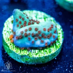 ACI Cultured Jedi Mind Trick Montipora (3/4" - 1") - SAQ Coral Farm