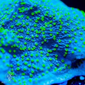 ACI Cultured Lightning Cap Montipora (3/4" - 1") - SAQ Coral Farm