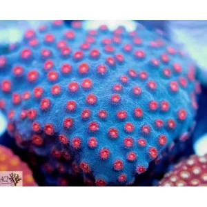 ACI Cultured Meteor Shower Cyphastrea (3/4" - 1") - SAQ Coral Farm