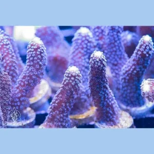 ACI Cultured Milka Stylophora Coral - SAQ Coral Farm