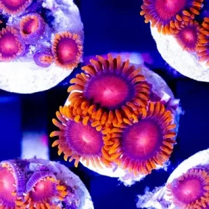 ACI Cultured Orange Bam Bam Zoanthids - SAQ Coral Farm