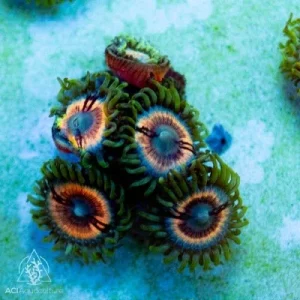 ACI Cultured Petroglyph Zoanthids - SAQ Coral Farm