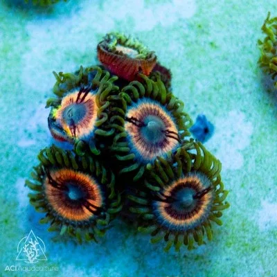 ACI Cultured Petroglyph Zoanthids - SAQ Coral Farm