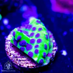 ACI Cultured PPE Cyphastrea (3/4" - 1") - SAQ Coral Farm