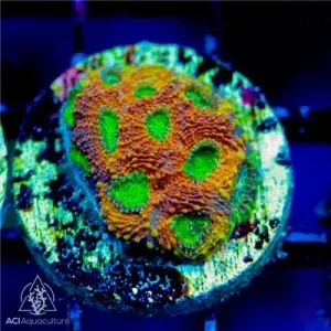 ACI Cultured Pumpkin Echinata Coral (3/4" - 1") - SAQ Coral Farm