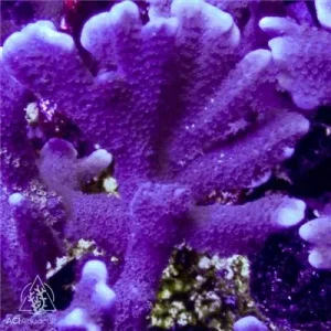 ACI Cultured Purple Digitata Coral - SAQ Coral Farm