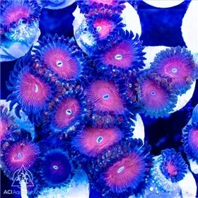 ACI Cultured Red People Eater Zoanthids - SAQ Coral Farm