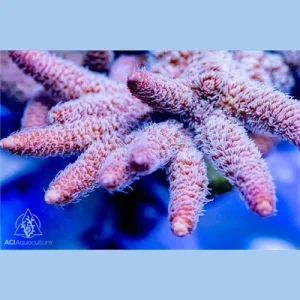 ACI Cultured Silver Lining Acropora Millepora (3/4" - 1"+) - SAQ Coral Farm