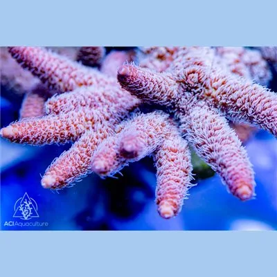 ACI Cultured Silver Lining Acropora Millepora (3/4" - 1"+) - SAQ Coral Farm