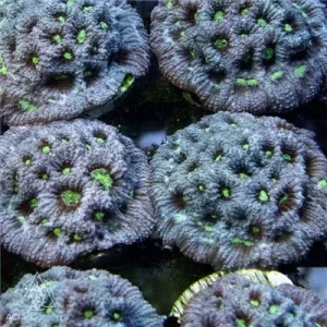 ACI Cultured Silver Surfer War Coral (3/4" - 1") - SAQ Coral Farm