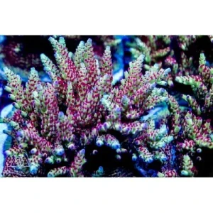 ACI Cultured Strawberry Fields Acropora (3/4" - 1"+) - SAQ Coral Farm