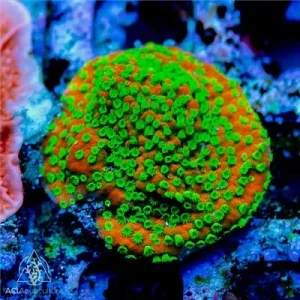 ACI Cultured Sunset Montipora (3/4" - 1") - SAQ Coral Farm