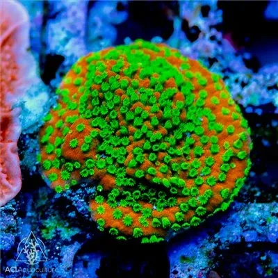 ACI Cultured Sunset Montipora (3/4" - 1") - SAQ Coral Farm