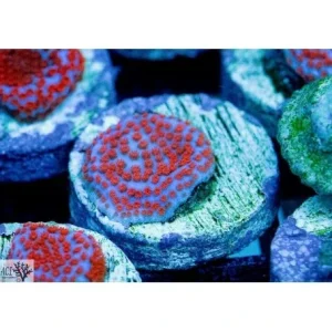 ACI Cultured Superman Montipora (3/4" - 1") - SAQ Coral Farm