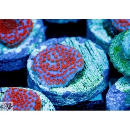 ACI Cultured Superman Montipora (3/4" - 1") - SAQ Coral Farm