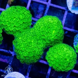 ACI Cultured Toxic Green Plesiastrea (3/4" - 1") - SAQ Coral Farm