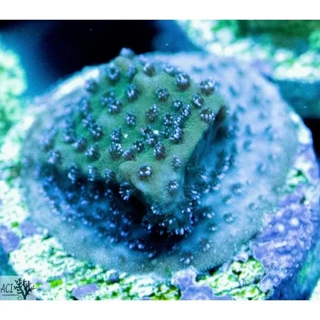 ACI Cultured Wintergreen Montipora (3/4" - 1") - SAQ Coral Farm