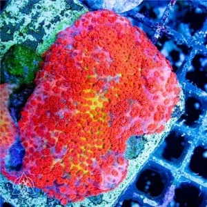 ACI Cultured Wowzers Bernardpora Coral (3/4" - 1") - SAQ Coral Farm