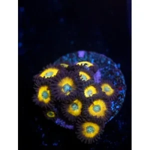 ACI Cultured Zombie Banana Zoanthids - SAQ Coral Farm