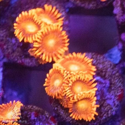 ACI Lorax Zoanthids - SAQ Coral Farm