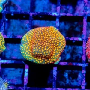 ACI Sanjay's Fire Porites Coral (3/4" - 1") - SAQ Coral Farm