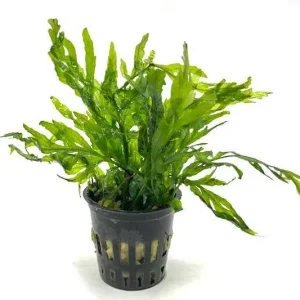 African Water Fern / Bolbitis Heudelotii