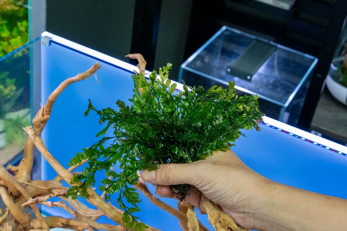 African Water Fern / Bolbitis Heudelotii - Image 2