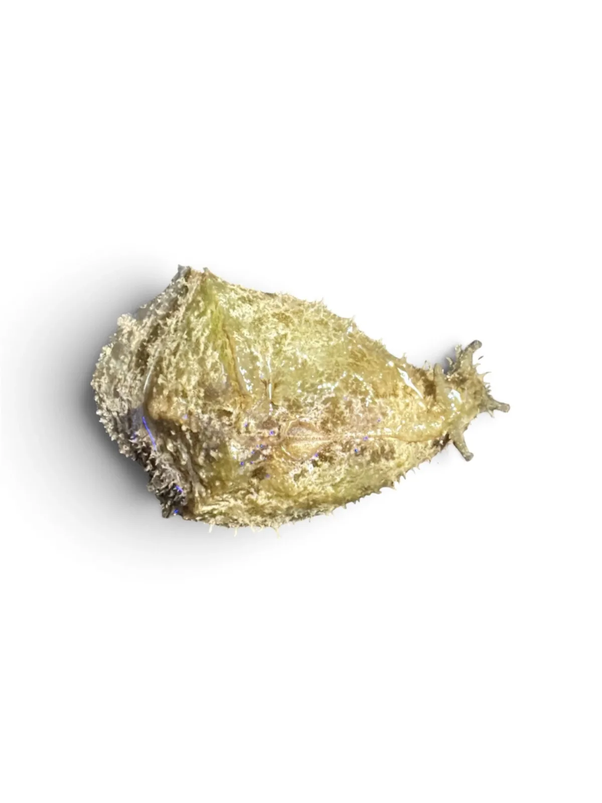 Algae Eating Seahare (Dolabella auricularia) - Cleanup Crew