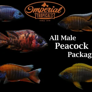 All Male Peacock Cichlid Package (Aulonocara sp.)
