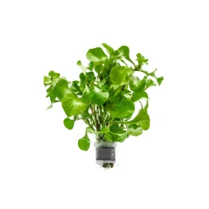 Alternanthera Bettzickiana Green