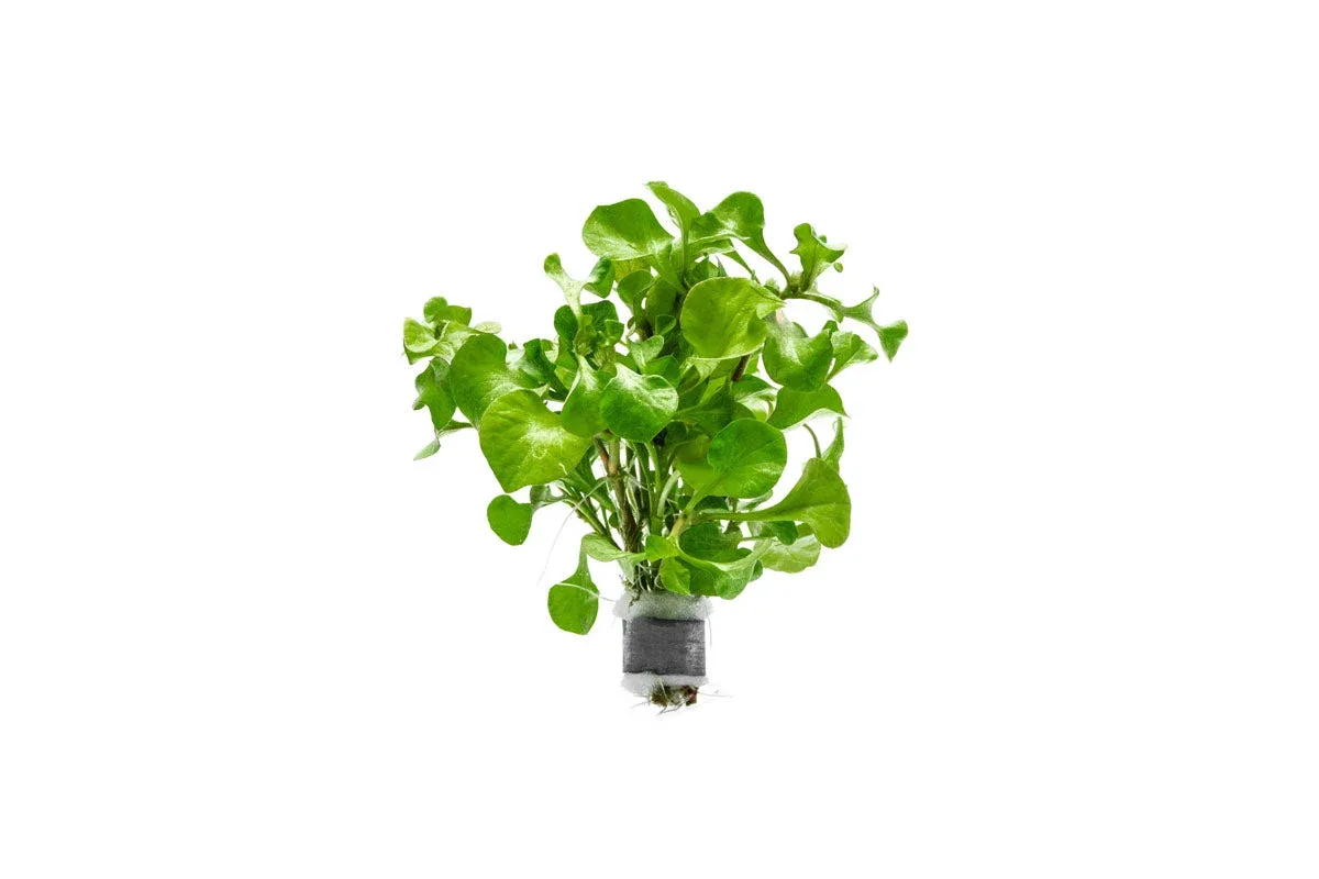 Alternanthera Bettzickiana Green