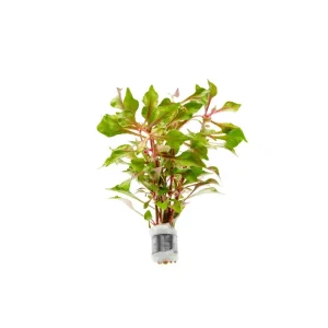 Alternanthera Bettzickiana Red