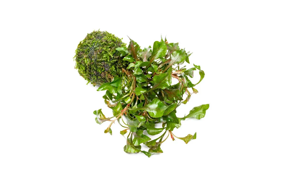 Alternanthera Bettzickiana Red on Clay Moss Ball - Image 2