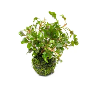 Alternanthera Bettzickiana Red on Clay Moss Ball