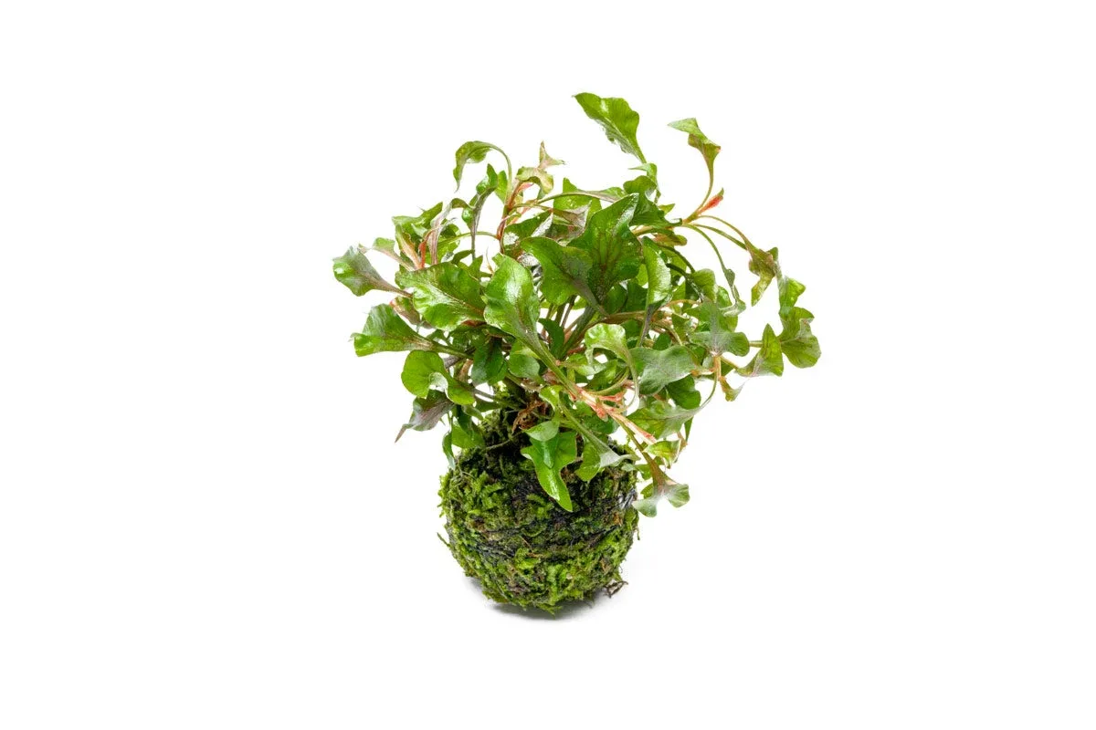 Alternanthera Bettzickiana Red on Clay Moss Ball