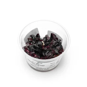 Alternanthera Lilacina Aquatic Farmer Tissue Culture