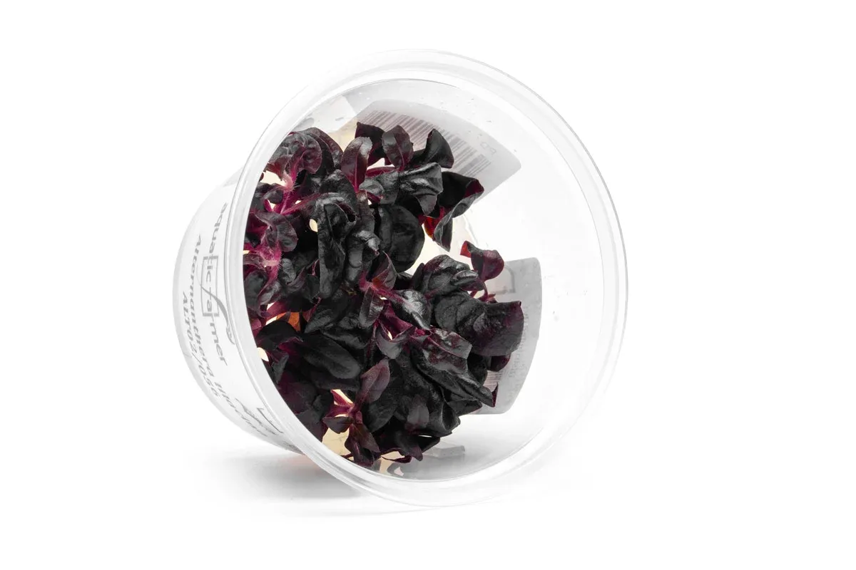 Alternanthera Lilacina Aquatic Farmer Tissue Culture - Image 2