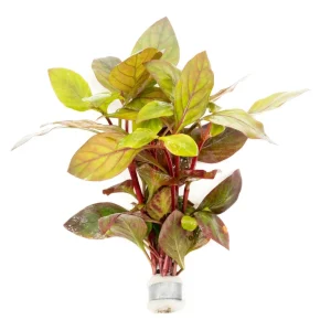 Alternanthera Red Broad Leaf