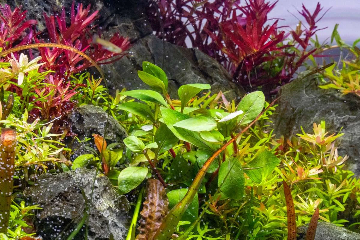 Alternanthera Red Broad Leaf - Image 2