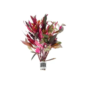 Alternanthera Reineckii