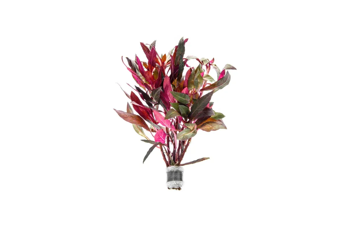 Alternanthera Reineckii