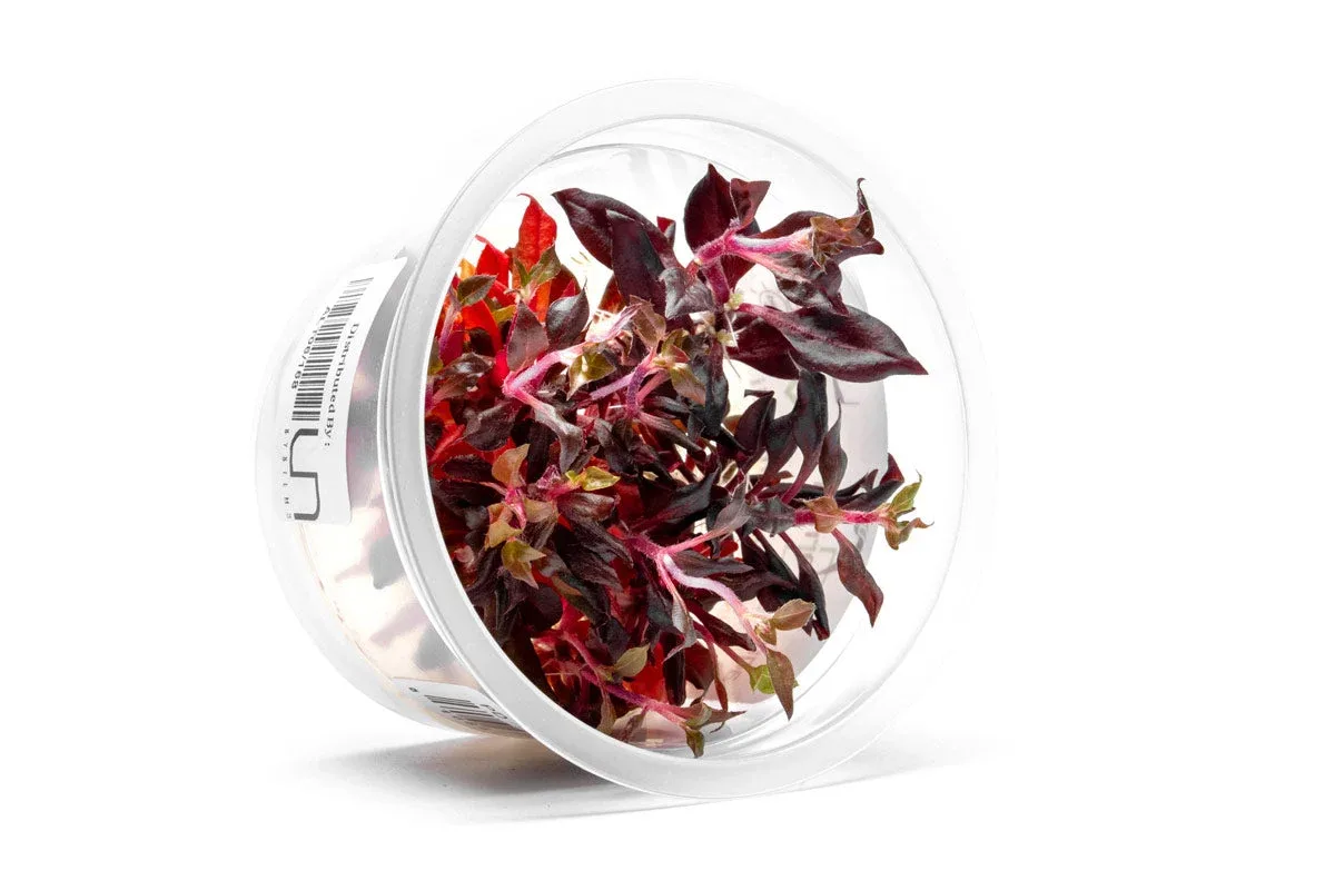 Alternanthera Reineckii Bronze Tissue Culture - Image 2