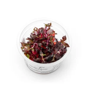 Alternanthera Reineckii Bronze Tissue Culture