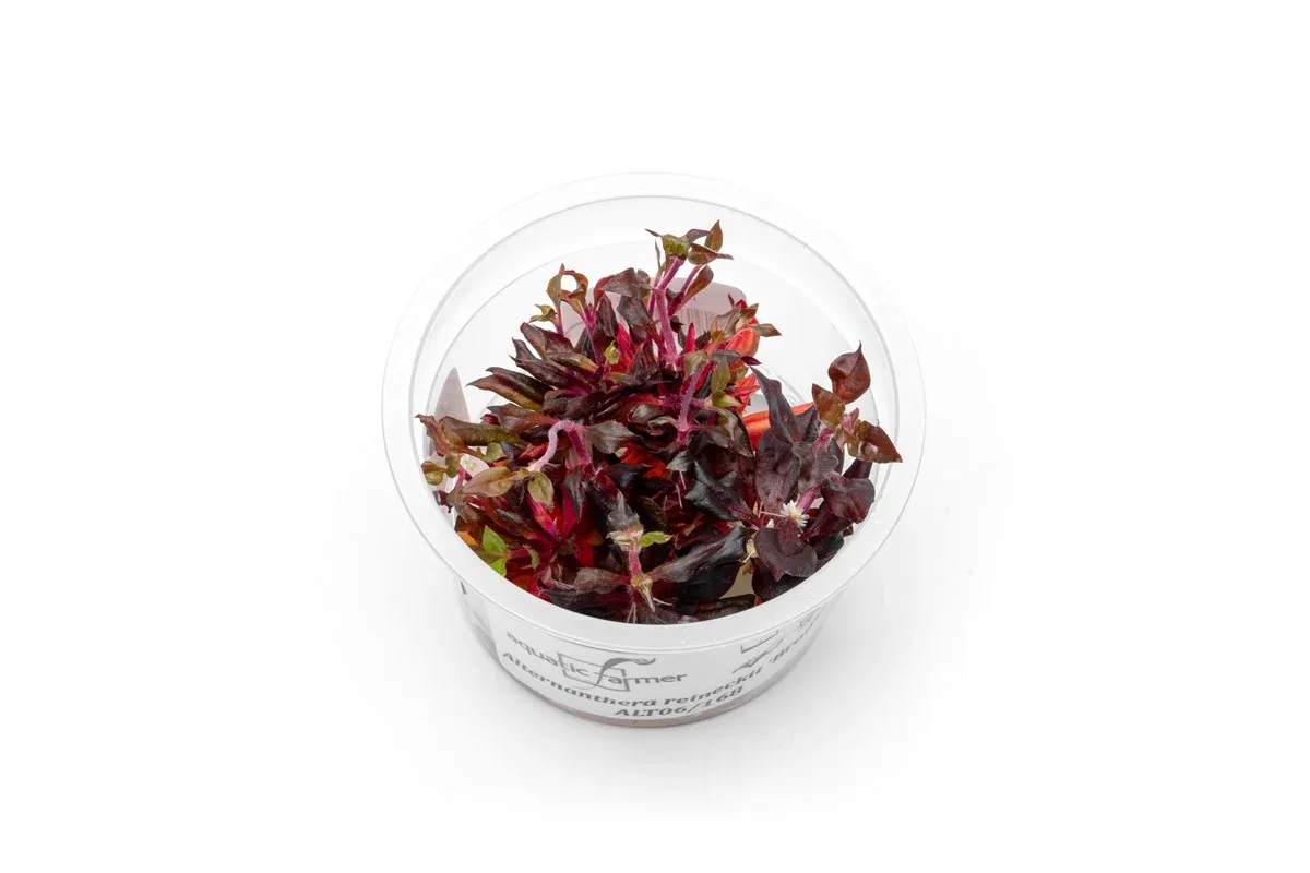 Alternanthera Reineckii Bronze Tissue Culture