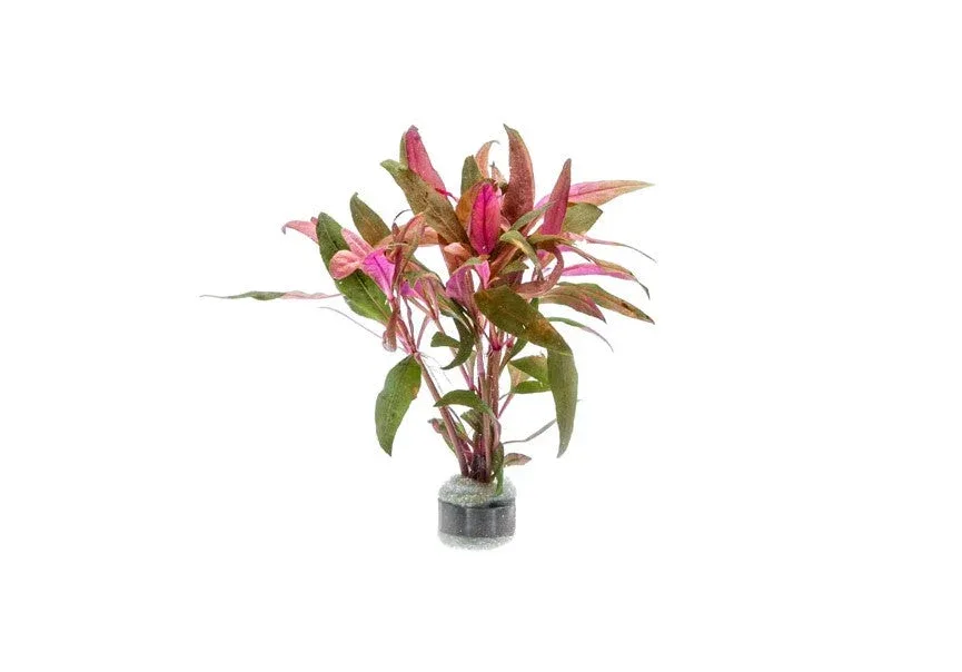 Alternanthera Reineckii - Image 2